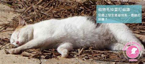 小動物死掉怎麼處理